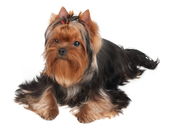 Nice dog with hairpin — Stock Photo, Image