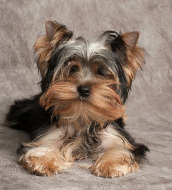 komik ve shaggy köpek yavrusu