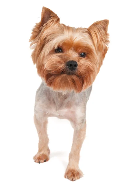 Purebred Yorkshire Terrier — Stock Photo, Image