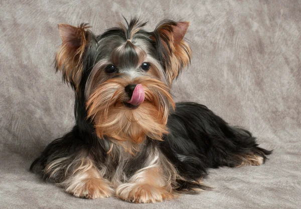 Sabrosa comida para perros — Foto de Stock