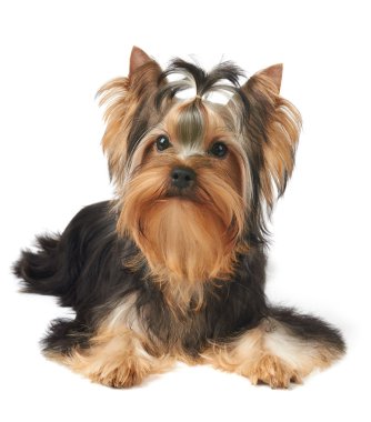 köpek gösterisi sınıfı