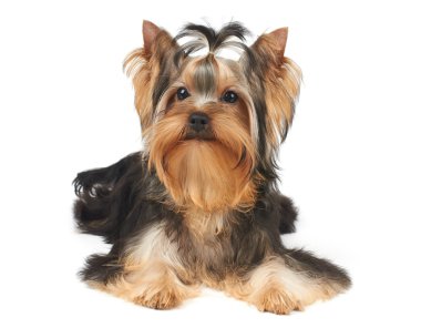 köpek gösterisi sınıf beyaz üzerinde yer alır.