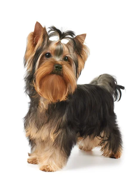 köpek gösterisi sınıf beyaz zemin üzerine anlamına gelir.