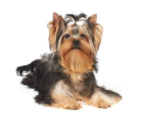 Cucciolo di Yorkie — Foto Stock