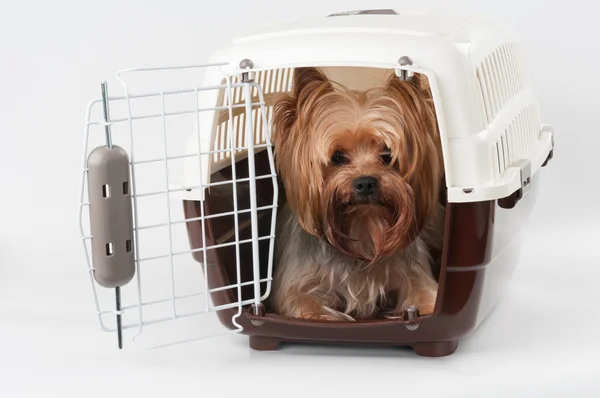 Pet carrier with dog — Stock Photo, Image