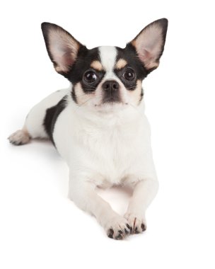 Chihuahua beyaz