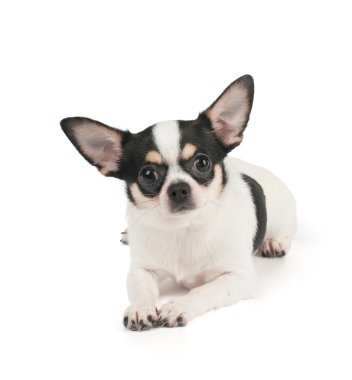 Chihuahua beyaz zemin üzerine