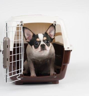 Hayret chihuahua