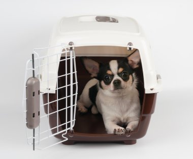 Chihuahua açık taşıyıcı