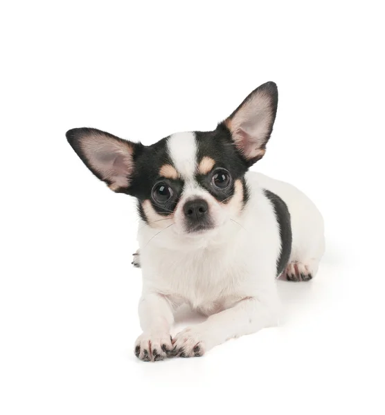 Chihuahua sobre fundo branco — Fotografia de Stock