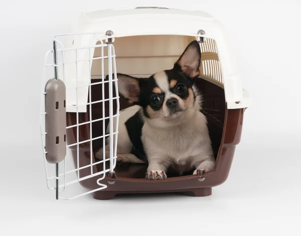 Dog in the pet carrier — Stock Photo, Image