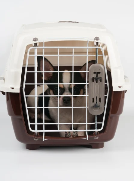 Chihuahua inside the carrier — Stock Photo, Image