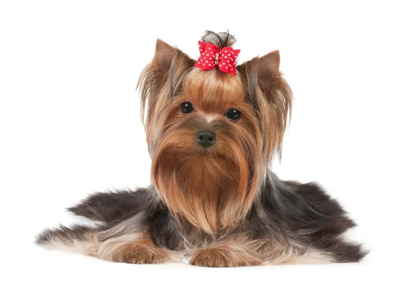 Egy yorkshire terrier — Stock Fotó