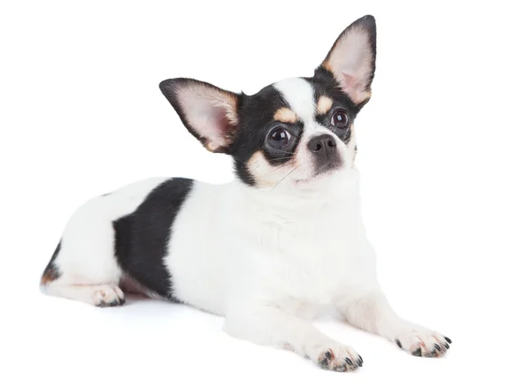 Um Chihuahua em branco — Fotografia de Stock