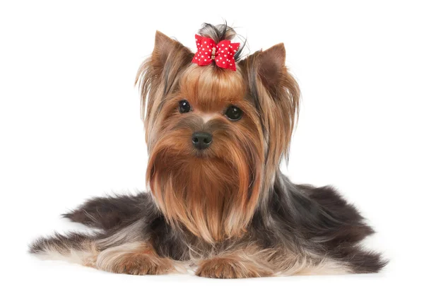 Dog with red bow Royalty Free Stock Images
