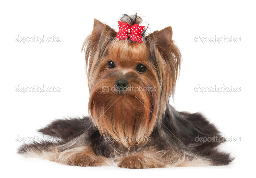 puppy with red bow
