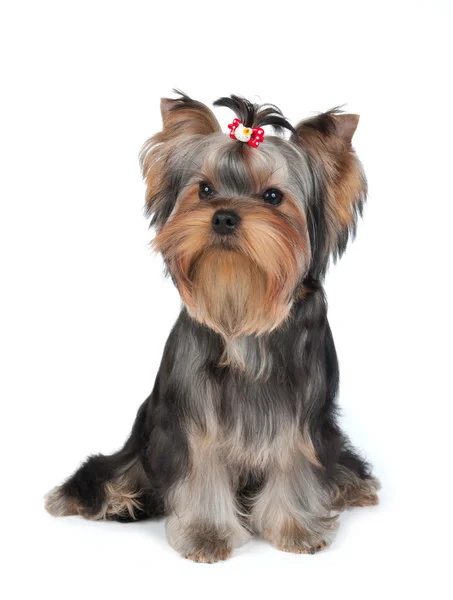 Puppy of the Yorkshire Terrier with hairpin — Stock Photo, Image