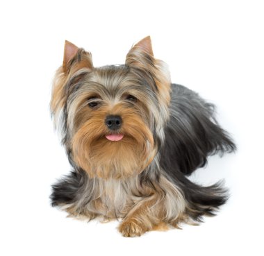 köpek dili biraz dışarı sıkışmış