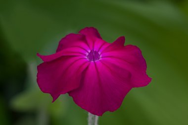 Lychnis coronaria