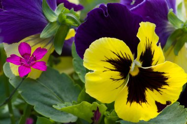 Çin karanfil ve hercai menekşe