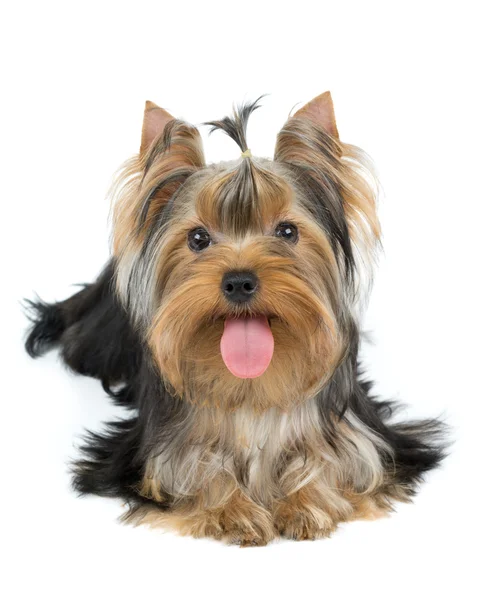 Dog with big tongue — Stock Photo, Image