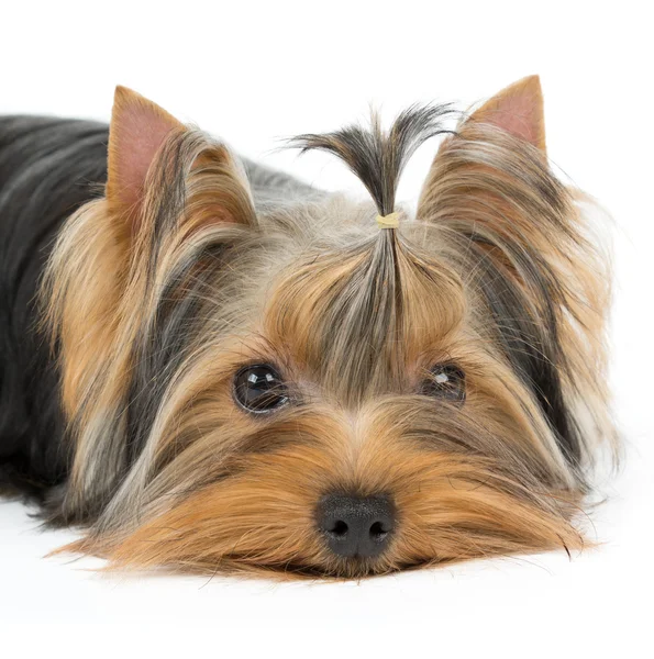 Portrait of the dog with groomed hair — Stock Photo, Image