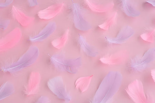 Rosa Pluma Púrpura Pelusa Sobre Fondo Rosa Festivo Abstracto Amor — Foto de Stock