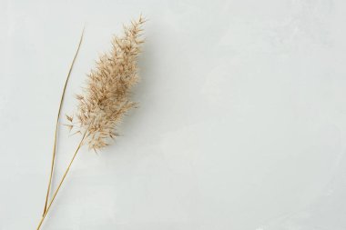 Kuru kamış ya da kuru ot. Gri-bej-beyaz arka planda ortak Reed, kopyalama alanı. Minimalist stil