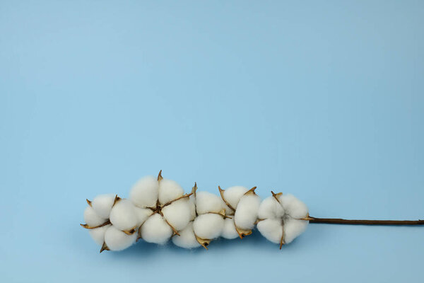 Cotton branch on light blue background. Cotton flower twig composition minimalistic style copy space