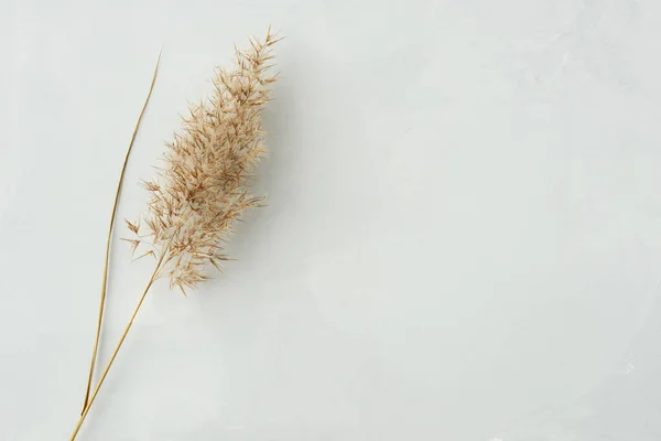 Dry reed or dry grass. Common Reed on a gray-beige-white background, copy space. Minimalist style