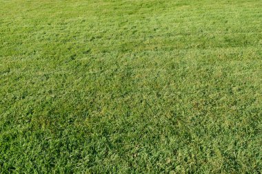 Yeşil çimen arka planı. Yeni biçilmiş çimenler. Çimenlik, golf, futbol sahası. Çimen dokusu üst görünümü
