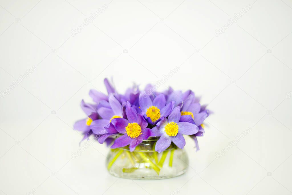 Bouquet purple spring flowers in a vase on white background, snowdrops violet blue bells, copy space