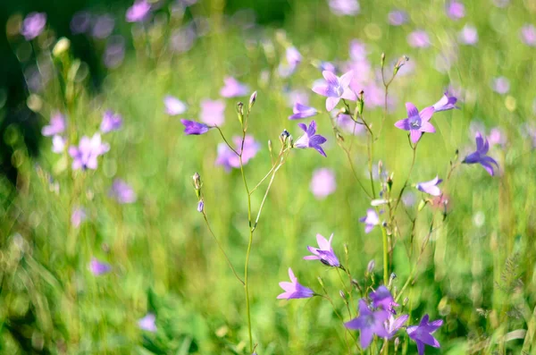 Прекрасний Польовий Луг Квіти Блакитні Розмиті Літні Або Весняні Лугові — стокове фото
