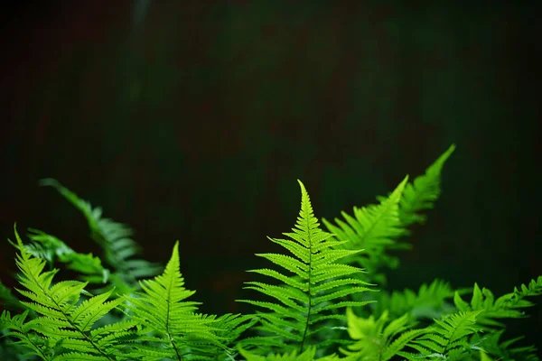 ファーン 森の緑の葉は暗い背景でシダです シダは柔らかい焦点で葉し 背景がぼやけています — ストック写真