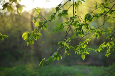 Ağaçların güneşteki yeşil yaprakları, bulanık arka plan, bokeh. Çevre dostu yeşil yaprak arka planı