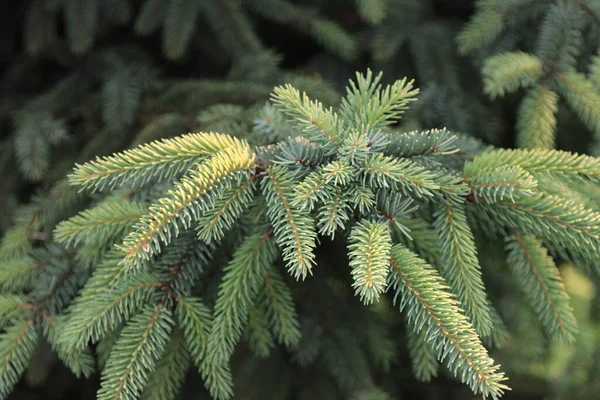 A branch of an evergreen spruce tree in the park.