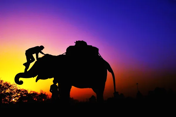 Éléphants au coucher du soleil — Photo