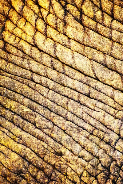 Elephant Skin Texture Abstract Background — Stock Photo, Image