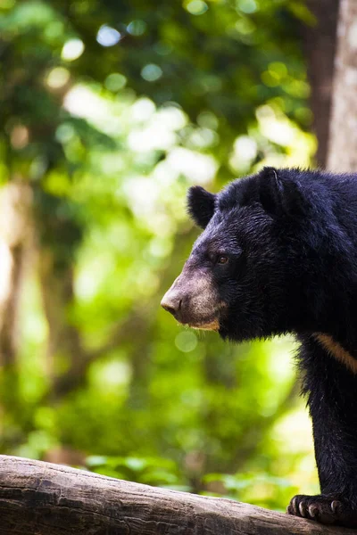 Asian Black Bear Summer Forest — Stock Photo, Image
