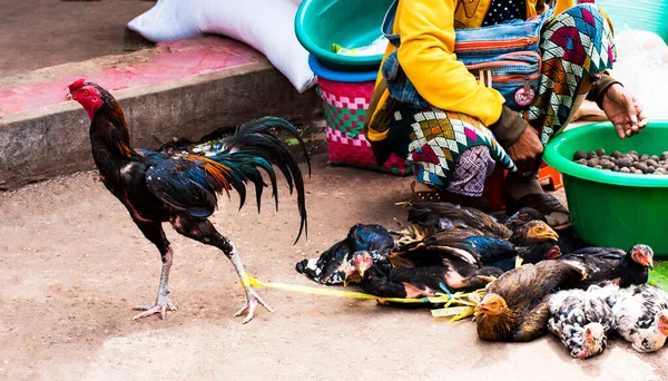 Hühner Auf Dem Markt Laos — Stockfoto