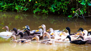 Ördekler yazın gölde yüzerler.