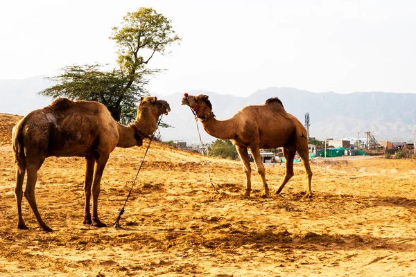 Camels Desert Pushkar Rajasthan India — Stock Photo, Image