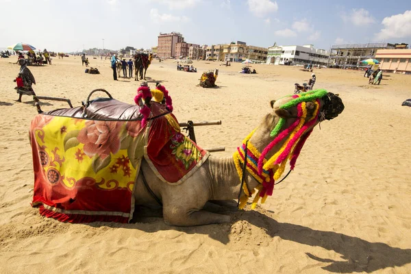 Camel Resting Beach — Stock Photo, Image