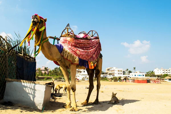 Decorated Camel Awaits Customers Trip Beach — Stock Photo, Image