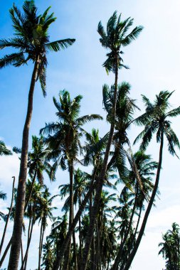 Palmiye ağacı ve mavi gökyüzü, Hindistan