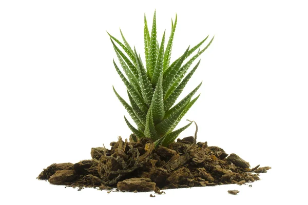 Succulent grows from the soil — Stock Photo, Image