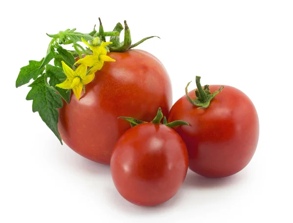 Üç olgun domates — Stok fotoğraf