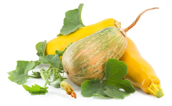 Zucchini and squash — Stock Photo, Image