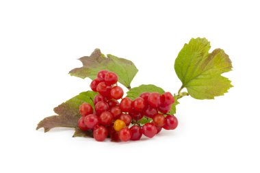 guelder-gül çilek