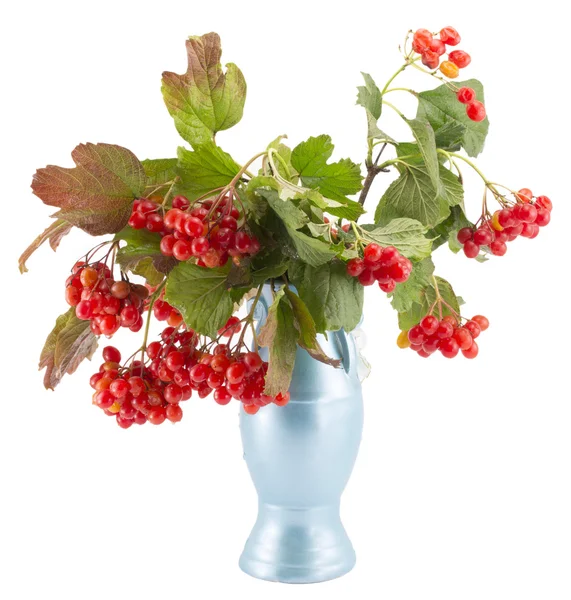 Gren med röda bär av en guelder-rose i en vas — Stockfoto